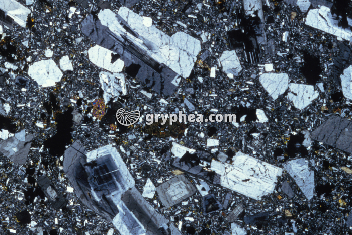 Trachyte LPA x3 - gryphea.com